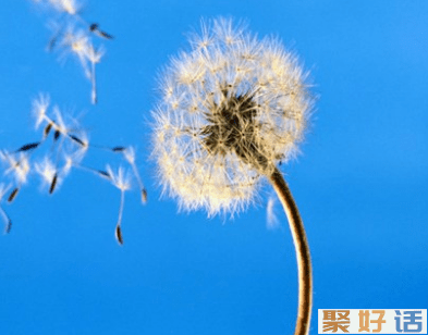 2020年除夕夜适合发朋友圈的励志文案-聚好话