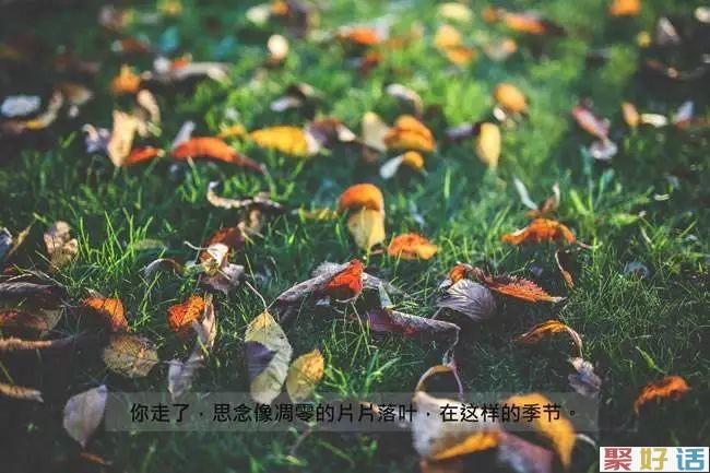 适合在下雪天发的抖音文案和Qq说说,唯美伤感!-聚好话