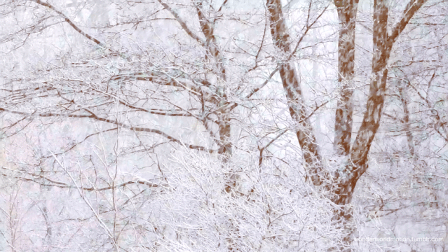 终于下雪了, 分享一些初雪文案适合QQ和抖音: 这场雪过后,风就有了冬天的味道了。插图 终于下雪了, 分享一些初雪文案适合QQ和抖音: 这场雪过后,风就有了冬天的味道了。插图