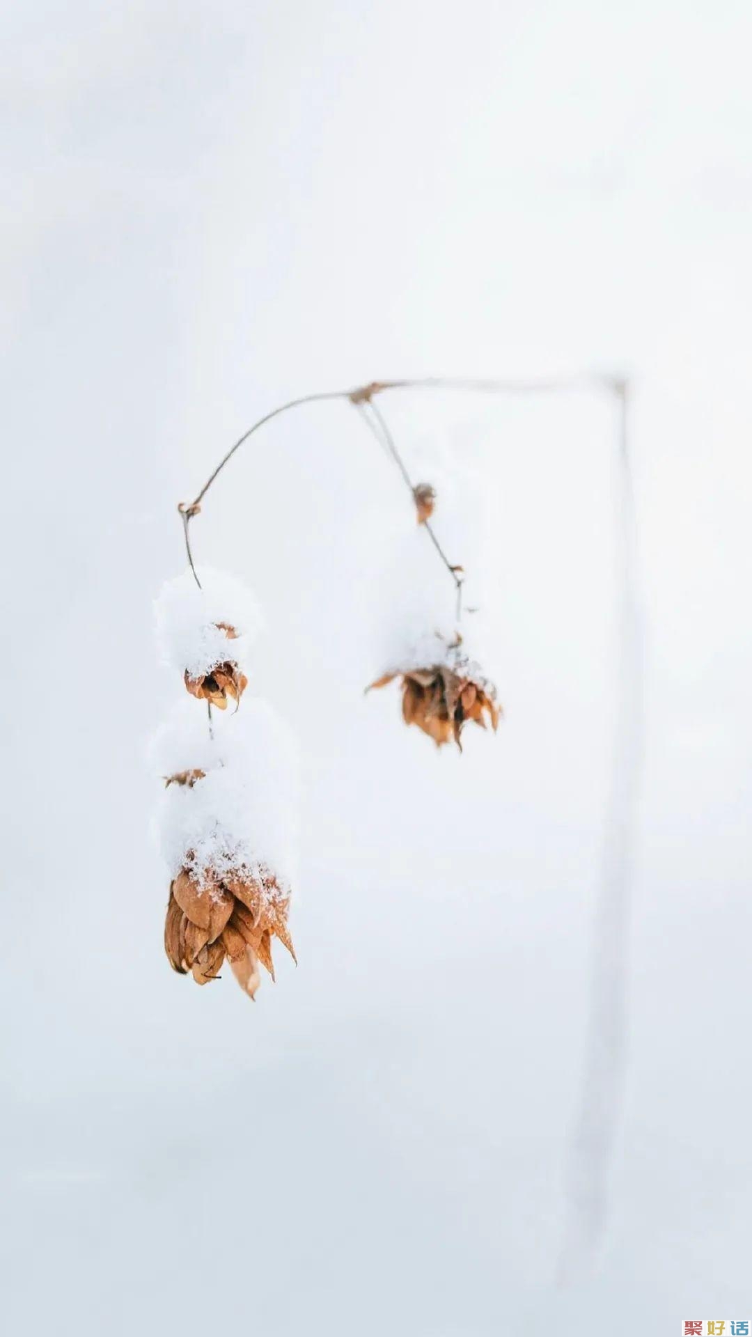 非常有文章的初冬第一场雪文案: 霜雪落满头,也算共白首插图(1) 非常有文章的初冬第一场雪文案: 霜雪落满头,也算共白首插图(1)