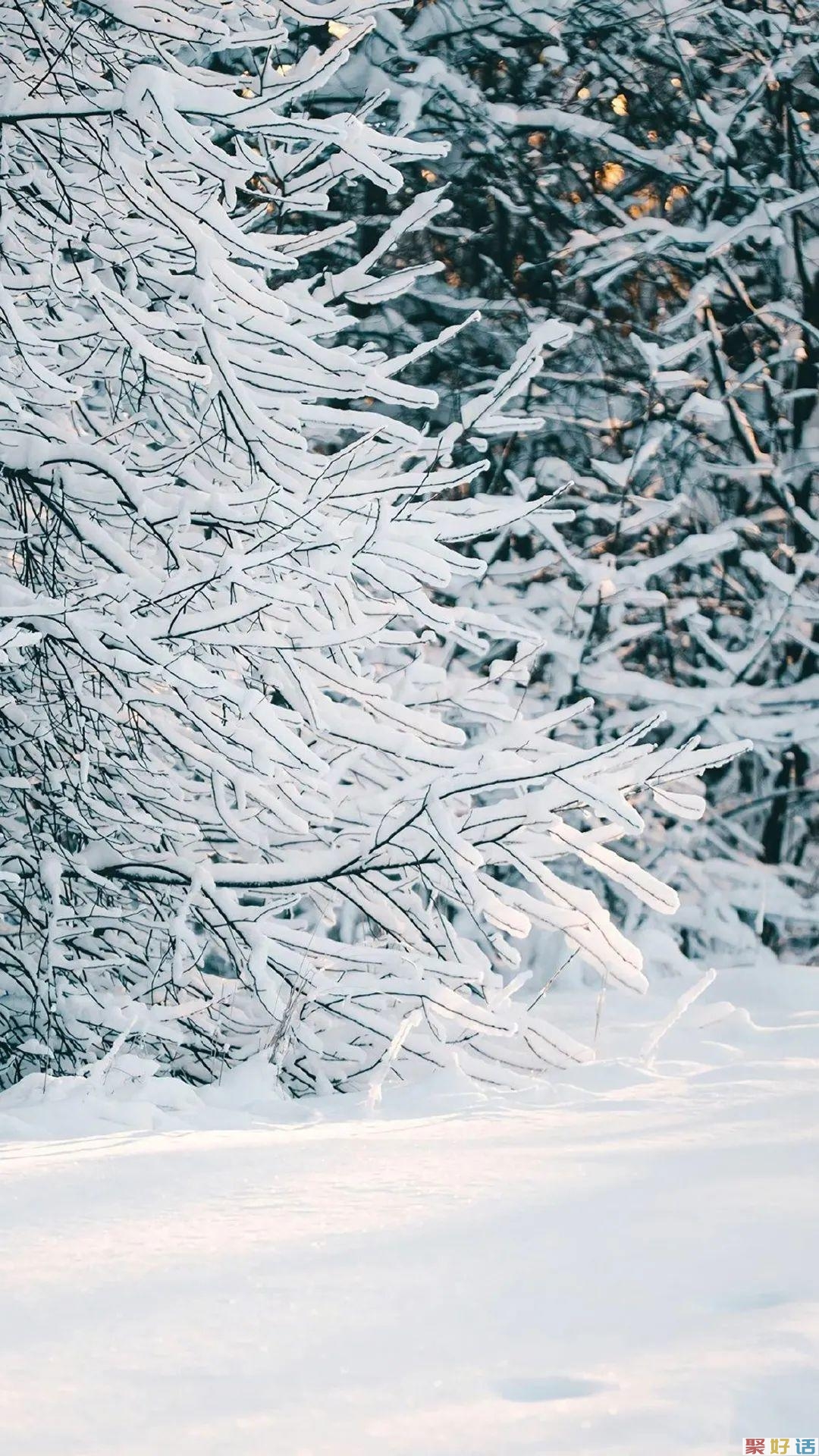 非常有文章的初冬第一场雪文案: 霜雪落满头,也算共白首插图(3) 非常有文章的初冬第一场雪文案: 霜雪落满头,也算共白首插图(3)