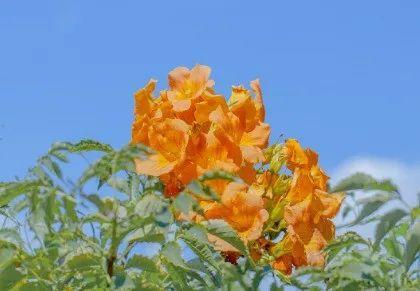 适合愚人节告白的说说 愚人节告白的有趣文案插图 适合愚人节告白的说说 愚人节告白的有趣文案插图