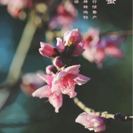 惊蛰 | 精选朋友圈节日文案插图13 惊蛰 | 精选朋友圈节日文案插图13