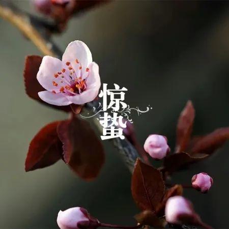 惊蛰 | 精选朋友圈节日文案插图14 惊蛰 | 精选朋友圈节日文案插图14