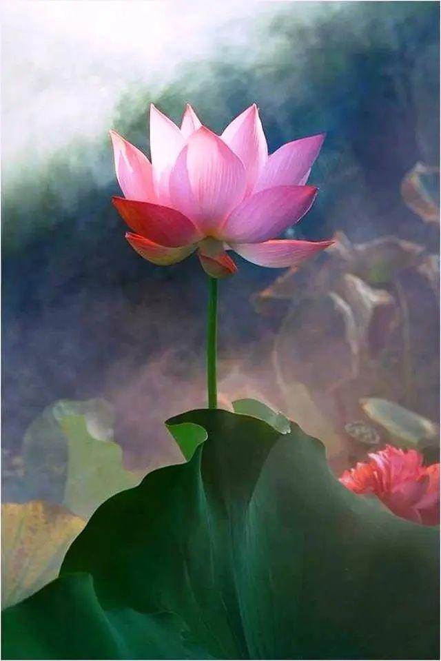 富有智慧的人生哲理文案:得不到的东西,我们会一直以为他是美好的~插图5 富有智慧的人生哲理文案:得不到的东西,我们会一直以为他是美好的~插图5