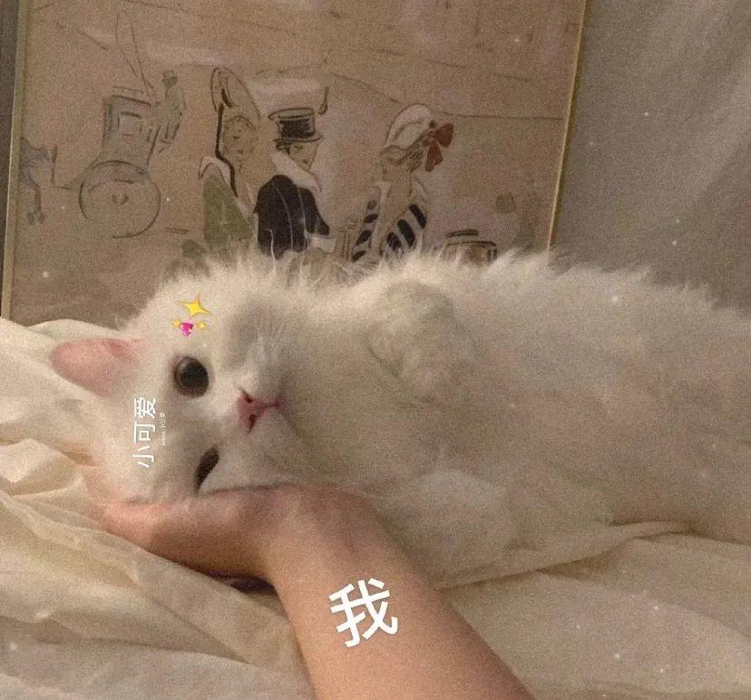 520文案之朋友圈宣告:月朗星稀比比皆是你插图9 520文案之朋友圈宣告:月朗星稀比比皆是你插图9