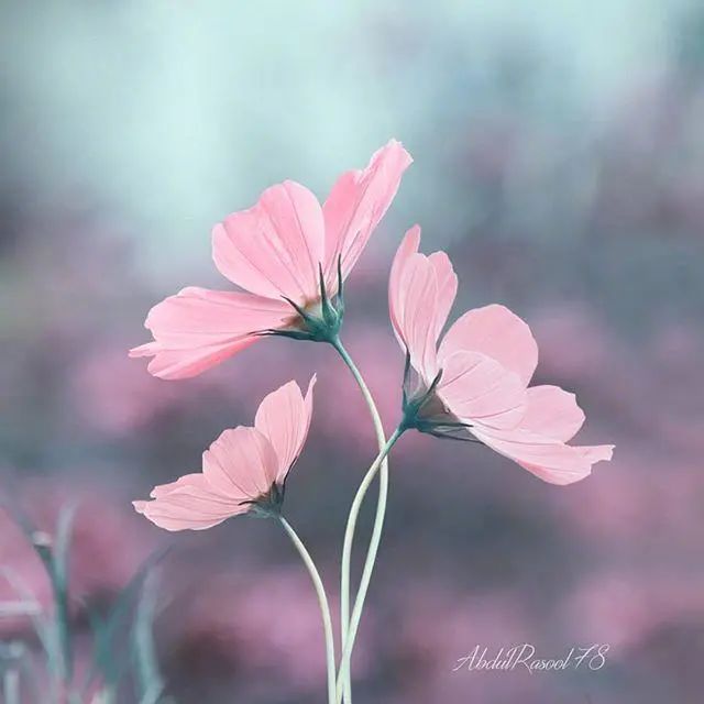 大彻大悟的人生哲理文案干净治愈:人生最高境界,一是痛不言,二是笑不语。插图2 大彻大悟的人生哲理文案干净治愈:人生最高境界,一是痛不言,二是笑不语。插图2