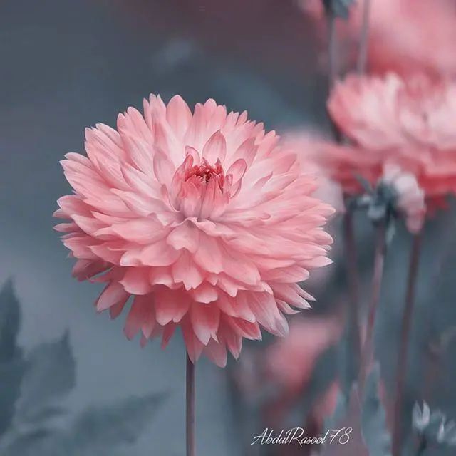 大彻大悟的人生哲理文案干净治愈:人生最高境界,一是痛不言,二是笑不语。插图5 大彻大悟的人生哲理文案干净治愈:人生最高境界,一是痛不言,二是笑不语。插图5