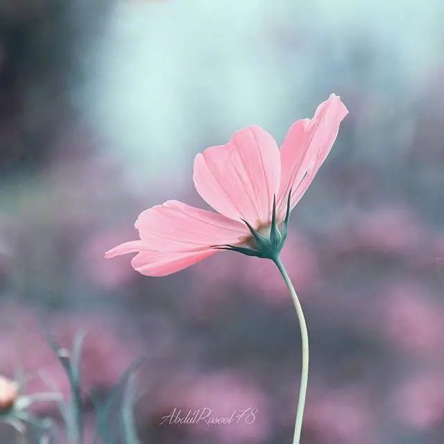 大彻大悟的人生哲理文案干净治愈:人生最高境界,一是痛不言,二是笑不语。插图4 大彻大悟的人生哲理文案干净治愈:人生最高境界,一是痛不言,二是笑不语。插图4
